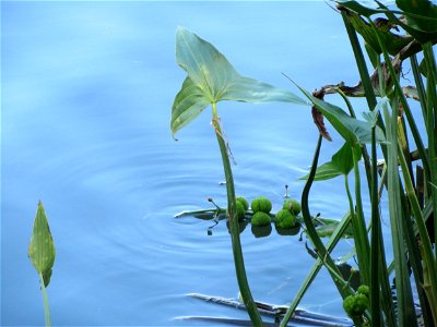 Gewöhnliches Pfeilkraut (Sagittaria sagittifolia) an der Saar in Saarbrücken