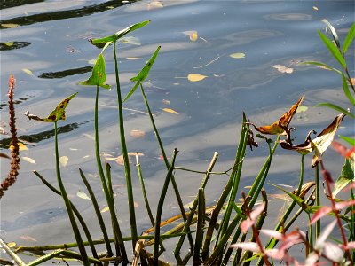 Gewöhnliches Pfeilkraut (Sagittaria sagittifolia) an der Saar in Saarbrücken