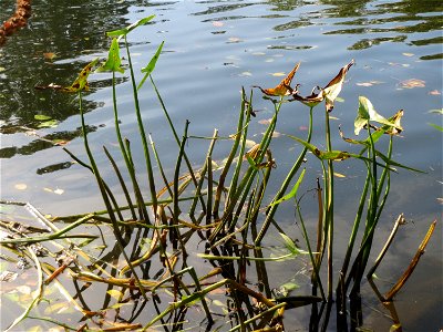 Gewöhnliches Pfeilkraut (Sagittaria sagittifolia) an der Saar in Saarbrücken
