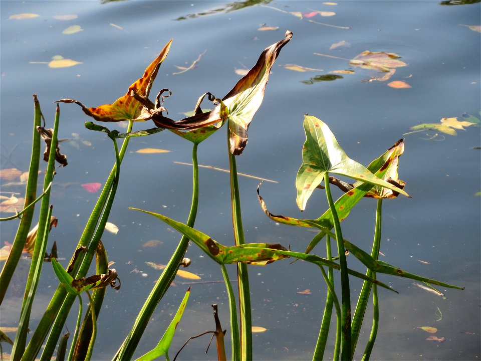 Gewöhnliches Pfeilkraut (Sagittaria sagittifolia) an der Saar in Saarbrücken