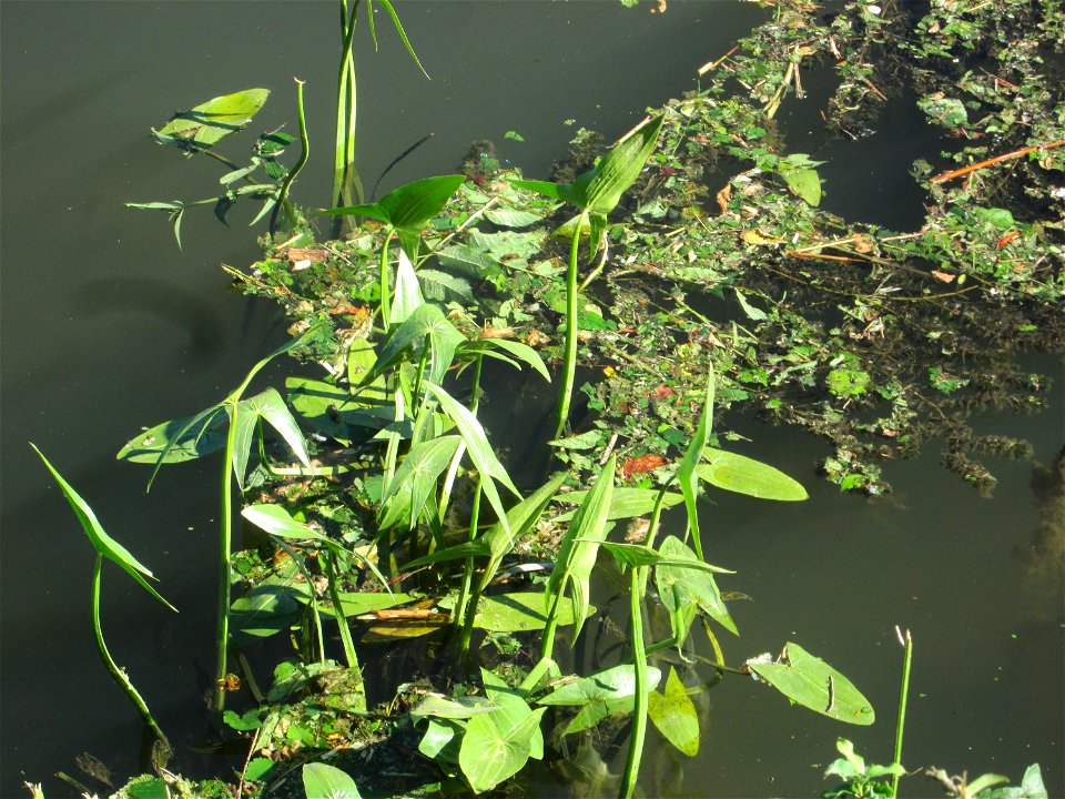 Gewöhnliches Pfeilkraut (Sagittaria sagittifolia) an der Saar in Saarbrücken