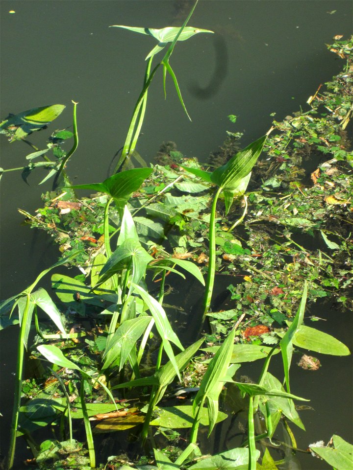Gewöhnliches Pfeilkraut (Sagittaria sagittifolia) an der Saar in Saarbrücken