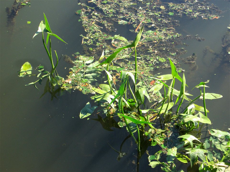 Gewöhnliches Pfeilkraut (Sagittaria sagittifolia) an der Saar in Saarbrücken