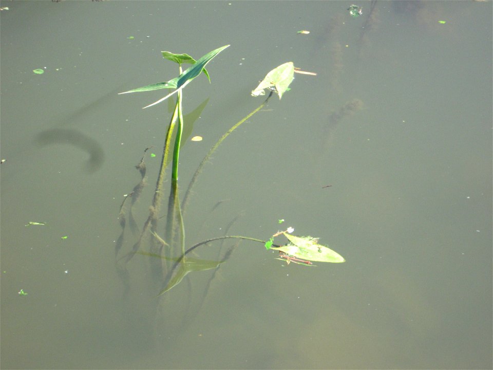 Gewöhnliches Pfeilkraut (Sagittaria sagittifolia) an der Saar in Saarbrücken