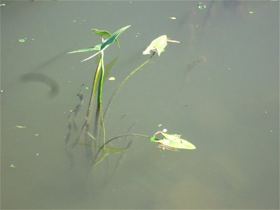 Gewöhnliches Pfeilkraut (Sagittaria sagittifolia) an der Saar in Saarbrücken