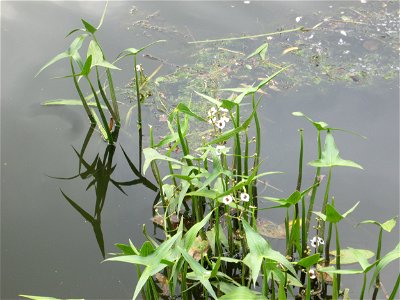 Gewöhnliches Pfeilkraut (Sagittaria sagittifolia) an der Saar in Saarbrücken