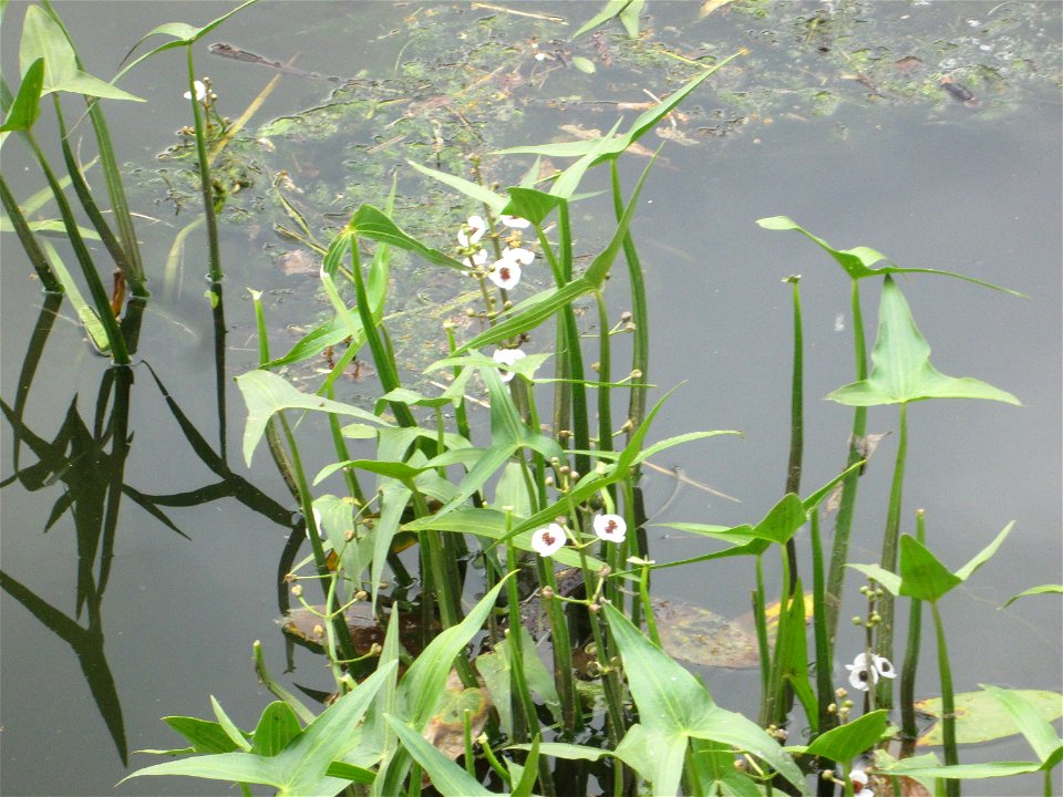 Gewöhnliches Pfeilkraut (Sagittaria sagittifolia) an der Saar in Saarbrücken