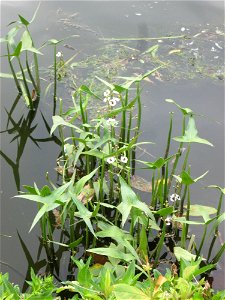Gewöhnliches Pfeilkraut (Sagittaria sagittifolia) an der Saar in Saarbrücken