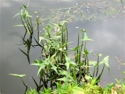 Gewöhnliches Pfeilkraut (Sagittaria sagittifolia) an der Saar in Saarbrücken