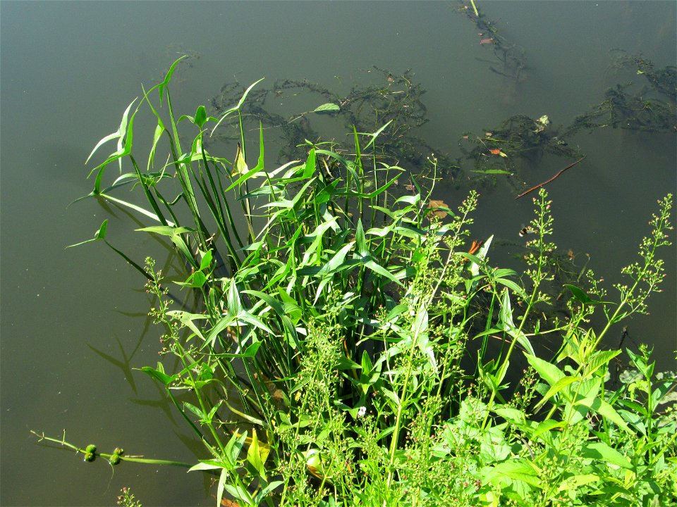 Gewöhnliches Pfeilkraut (Sagittaria sagittifolia) an der Saar in Saarbrücken