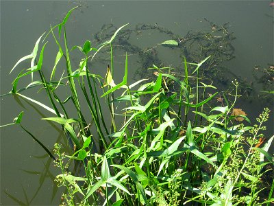 Gewöhnliches Pfeilkraut (Sagittaria sagittifolia) an der Saar in Saarbrücken