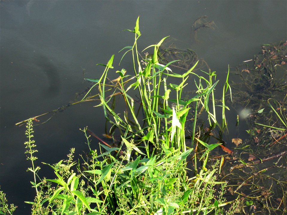 Gewöhnliches Pfeilkraut (Sagittaria sagittifolia) an der Saar in Saarbrücken