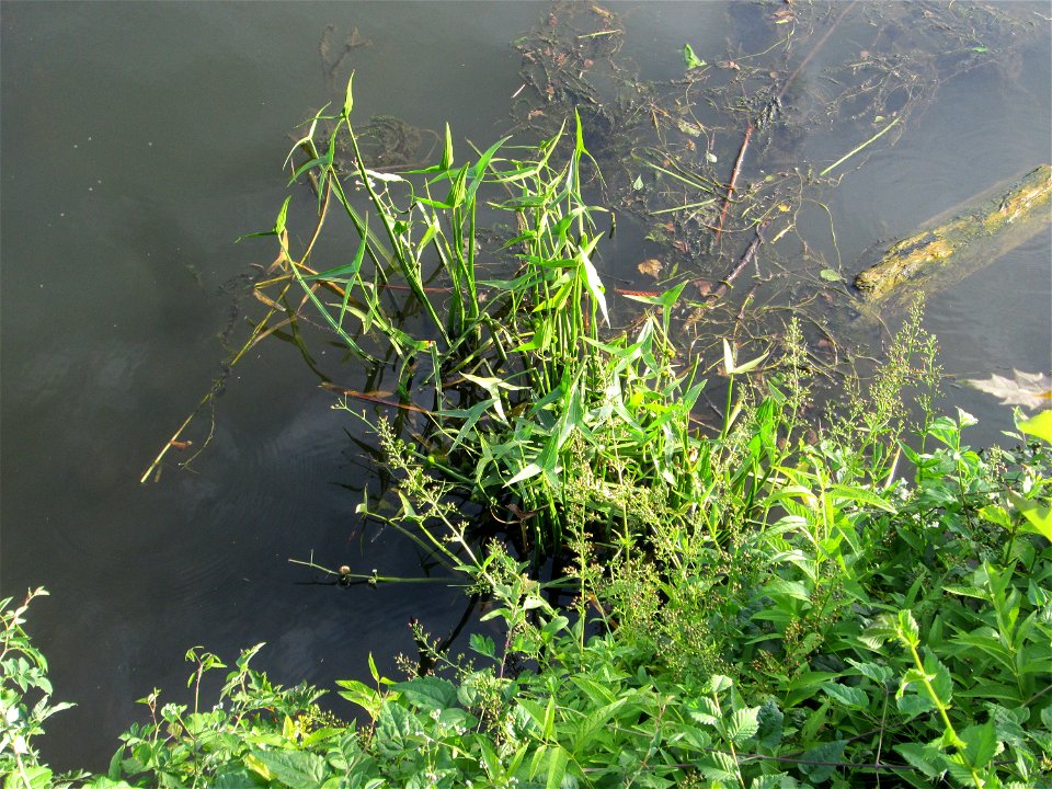 Gewöhnliches Pfeilkraut (Sagittaria sagittifolia) an der Saar in Saarbrücken