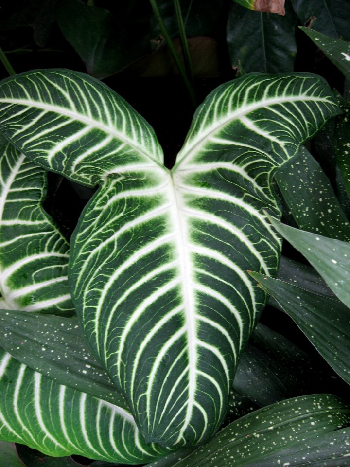 A picture of Caladium lindenii.