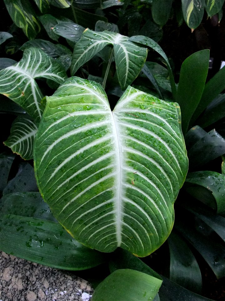 A photograph of Xanthosoma lindenii 'Magnificum'.