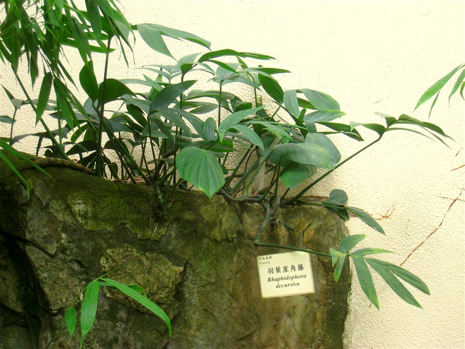Rhaphidophora decursiva. Hong Kong Park Conservatory in Hong Kong Park, Hong Kong.