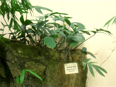 Rhaphidophora decursiva. Hong Kong Park Conservatory in Hong Kong Park, Hong Kong.