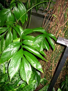 Raphidophora decursiva
