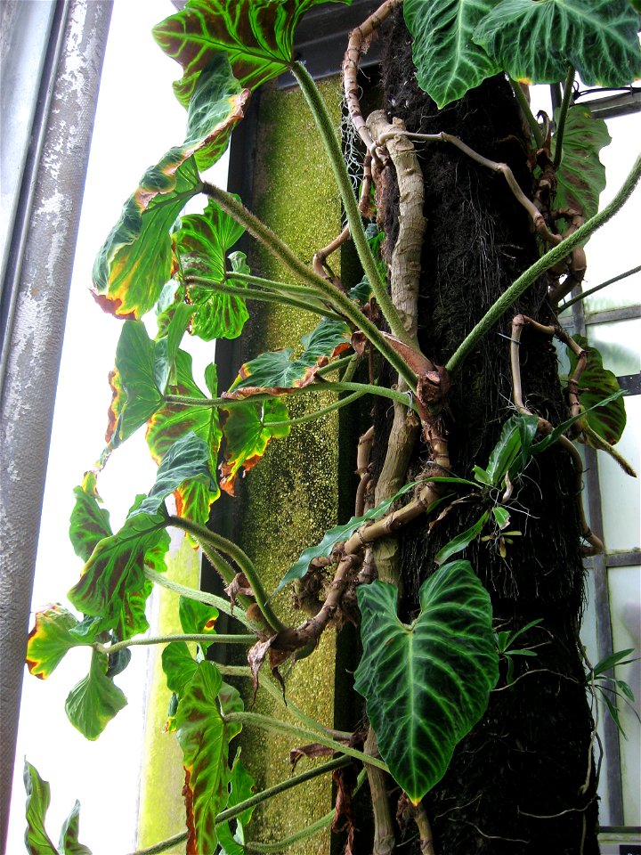 A picture of Philodendron verrucosum.