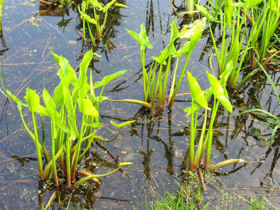 Peltandra virginica at the botanic garden in Göttingen