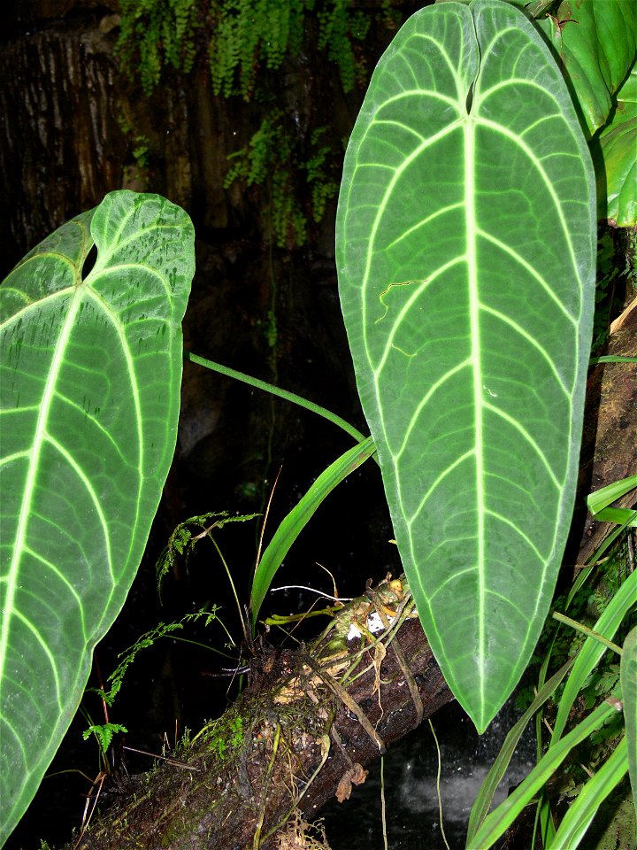 Anthurium waroqueanum in the botanical garden in Troja, Prague, CZ (Fata Morgana greenhouse)