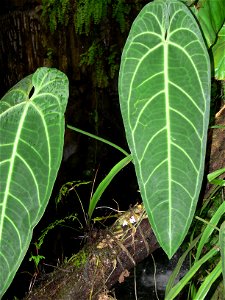 Anthurium waroqueanum in the botanical garden in Troja, Prague, CZ (Fata Morgana greenhouse)