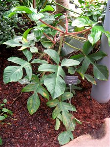 Philodendron squamiferum specimen in the Botanischer Garten, Berlin-Dahlem (Berlin Botanical Garden), Berlin, Germany.