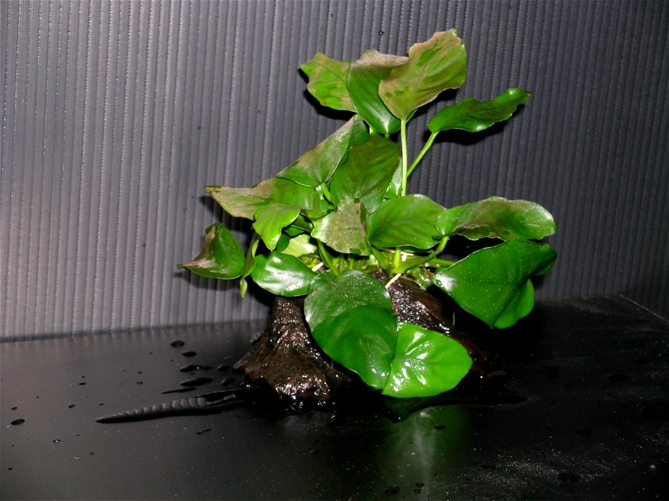 Anubias barteri var. nana    アクアリウム用の水草の一種です。写真は流木付きの物。Take a photograph in my home.