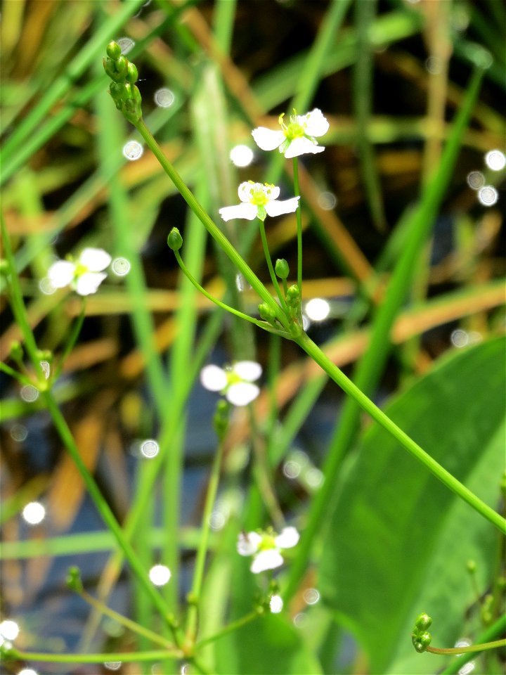 Gewöhnlicher Froschlöffel (Alisma plantago-aquatica) am Geißböckelgraben bei Philippsburg