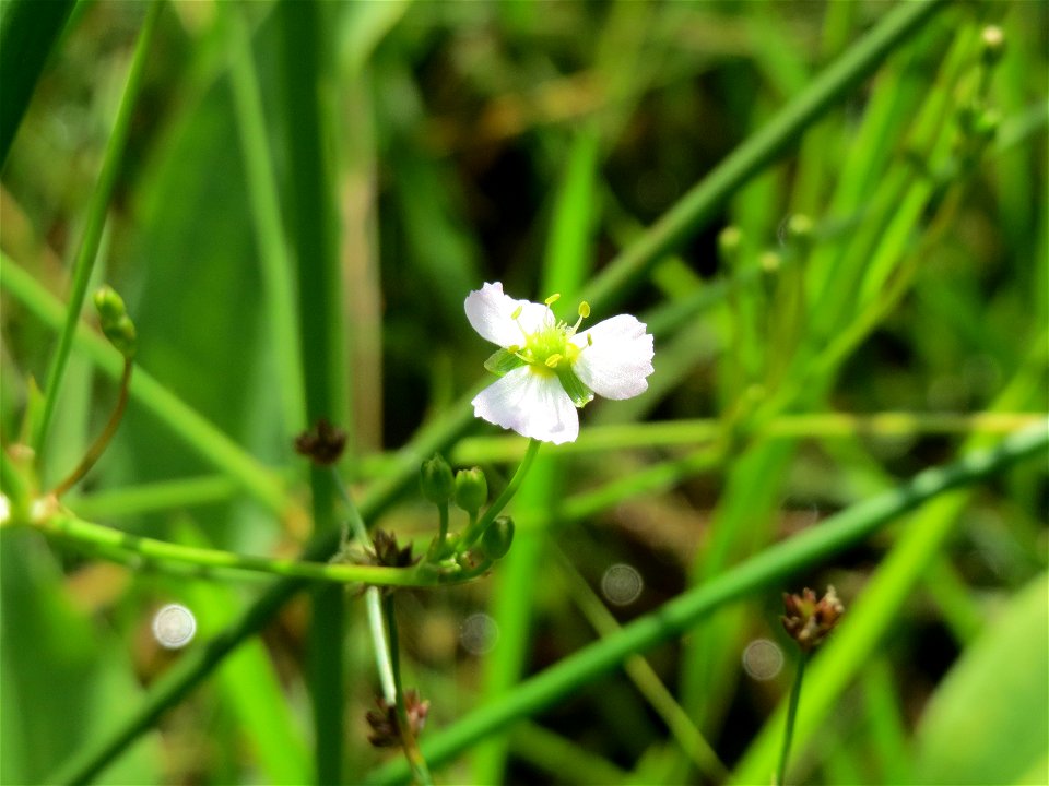Gewöhnlicher Froschlöffel (Alisma plantago-aquatica) am Geißböckelgraben bei Philippsburg