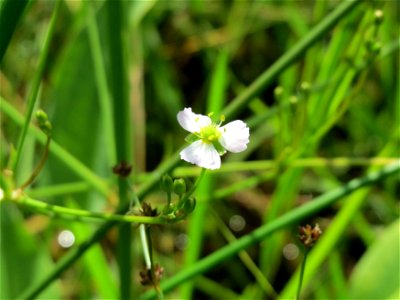 Gewöhnlicher Froschlöffel (Alisma plantago-aquatica) am Geißböckelgraben bei Philippsburg