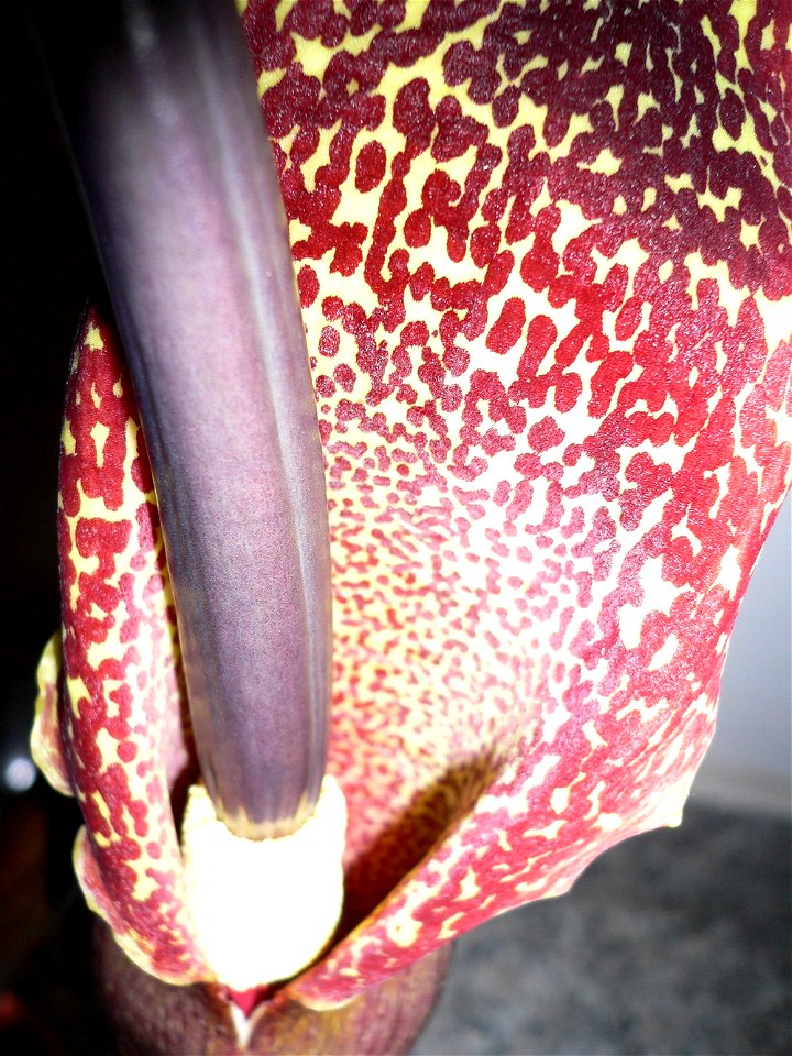 Arum cornutum, sinonimo Sauromatum venosum