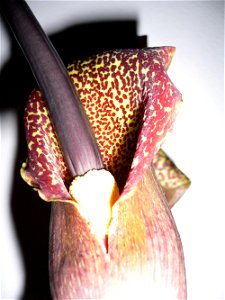 Sauromatum venosum
