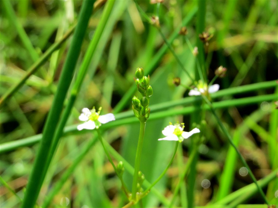 Gewöhnlicher Froschlöffel (Alisma plantago-aquatica) am Geißböckelgraben bei Philippsburg