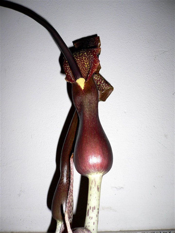 Sauromatum venosum