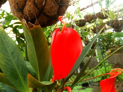 Anthurium scherzerianum, picture taken at the Botanische tuin TU Delft in Delft, The Netherlands