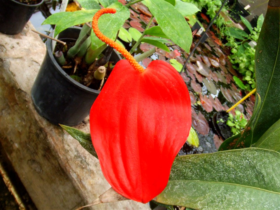 Anthurium scherzerianum, picture taken at Botanische Tuin TU Delft, Delft, The Netherlands