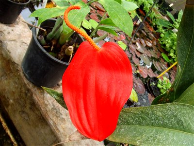 Anthurium scherzerianum, picture taken at Botanische Tuin TU Delft, Delft, The Netherlands