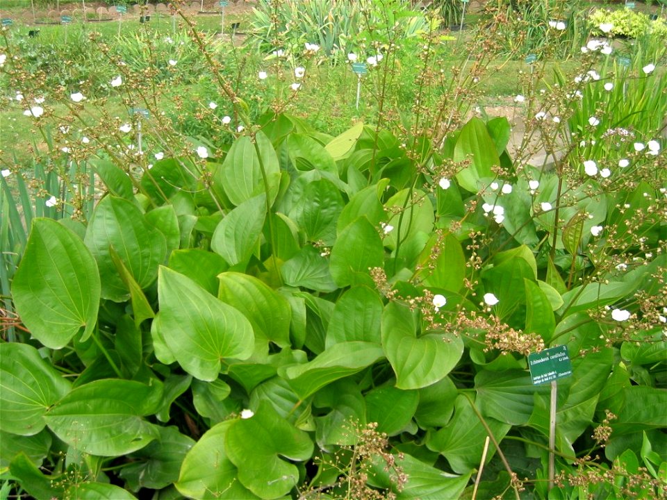 Echinodorus cordifolius. Jardin des Plantes de Paris.