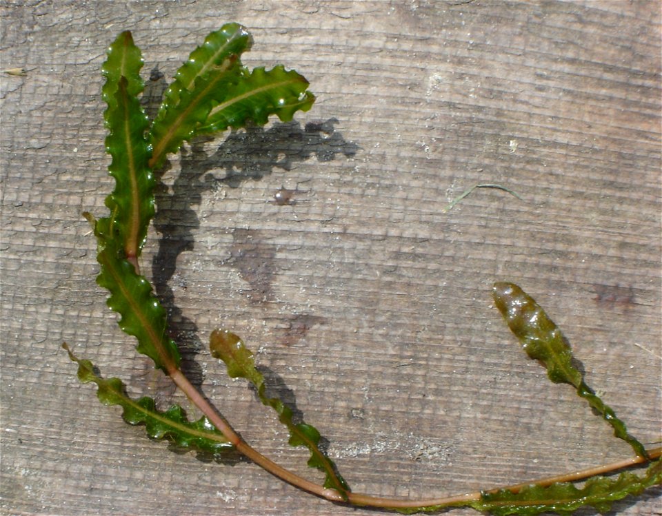 Potamogeton crispus  Krauses Laichkraut; fotografiert auf einem Badesteg im Trenntsee bei Sternberg in Mecklenburg.
Object location53° 43′ 31.59″ N, 13° 52′ 25.59″ E&#160