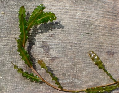 Potamogeton crispus  Krauses Laichkraut; fotografiert auf einem Badesteg im Trenntsee bei Sternberg in Mecklenburg.
Object location53° 43′ 31.59″ N, 13° 52′ 25.59″ E&#160