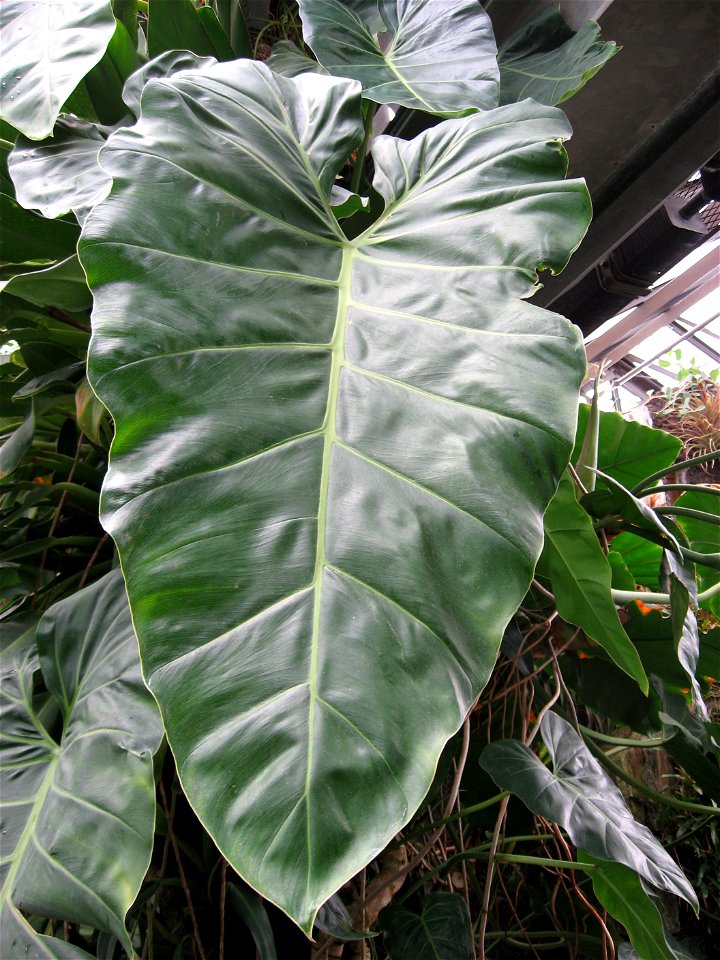 A picture of Philodendron maximum.