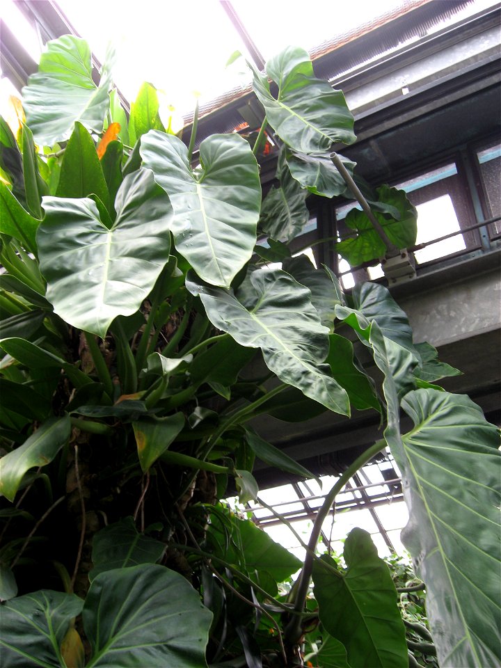 A picture of Philodendron maximum.
