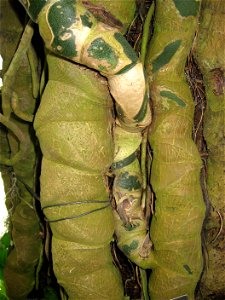 A picture of the roots of Monstera epipremnoides.