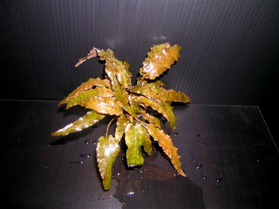 Cryptocoryne wendtii from Tropica farm　クリプトコリネ・ウェンティ　トロピカファーム系の個体。アクアリウム用の水草の一種。(Cryptocoryne wendtii is a waterplant. It is used in aquarium)It is one's private property.