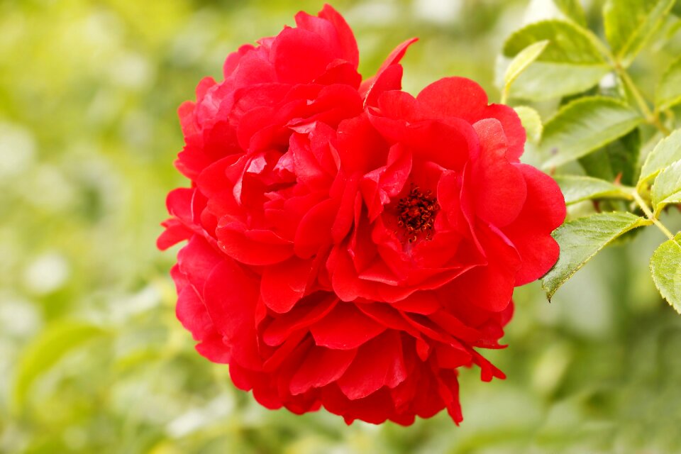 Flower blossom bloom