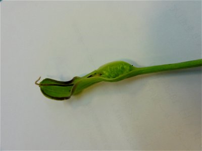 カラスビシャク[烏柄杓][Pinellia ternata]-実
