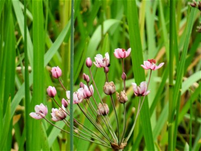 Schwanenblume (Butomus umbellatus) im Bürgerpark Saarbrücken