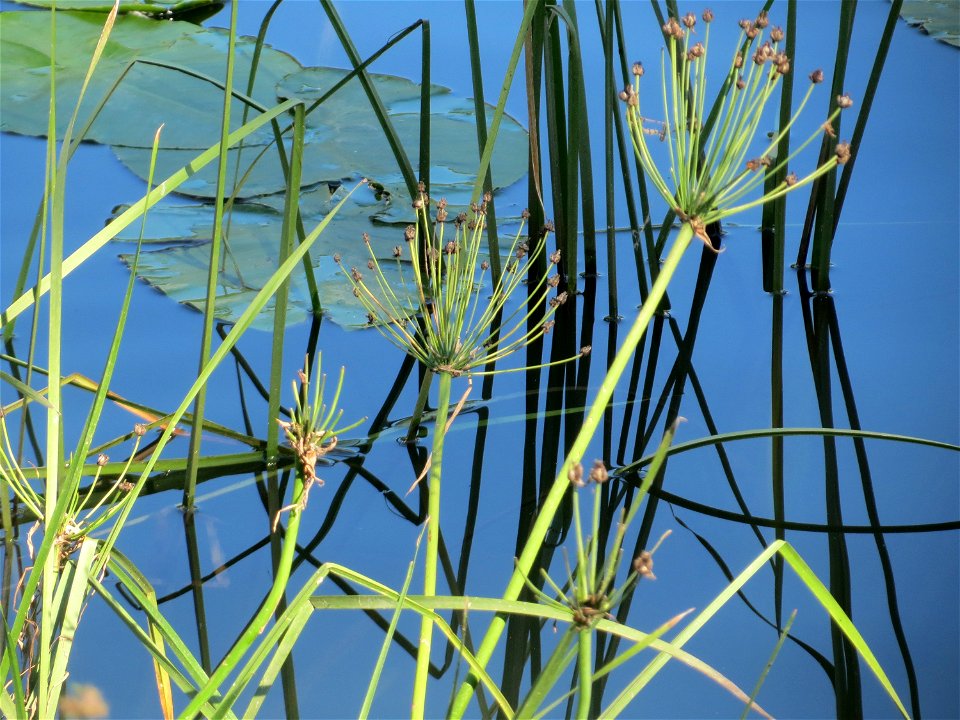 Schwanenblume (Butomus umbellatus) an der Saar in Saarbrücken
