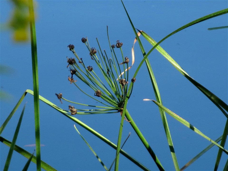 Schwanenblume (Butomus umbellatus) an der Saar in Saarbrücken